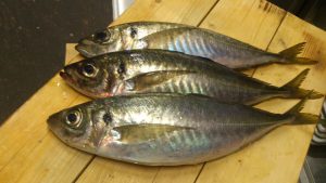 aji1